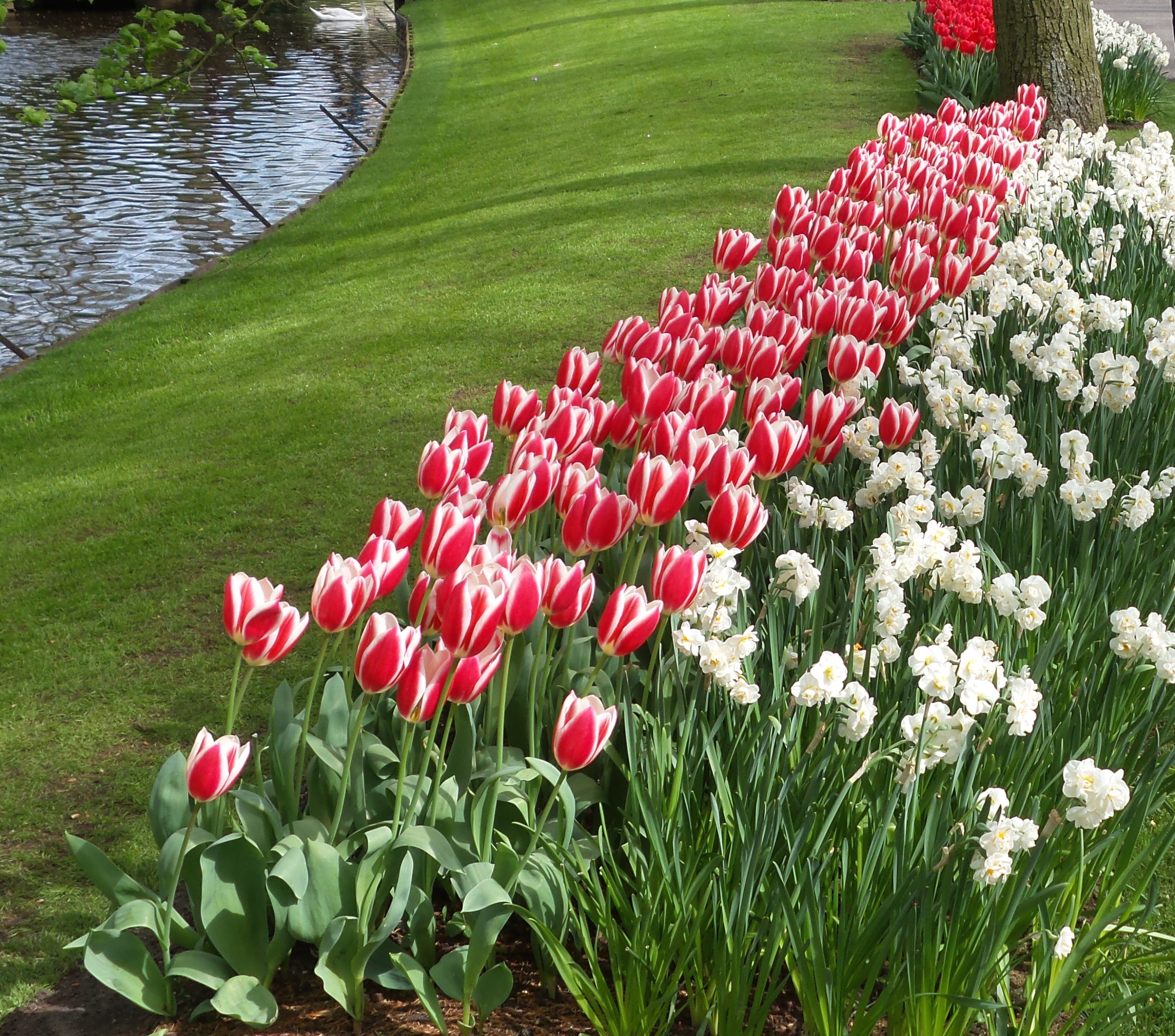 2014-04-17 Holland Tulips 56.jpg